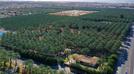 Aerial view over rows of date palms