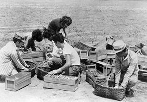 Historical photo of farm workers packing produce into crates in the field