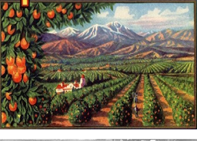 Vintage crate label art of a Coachella Valley citrus orchard below the mountains