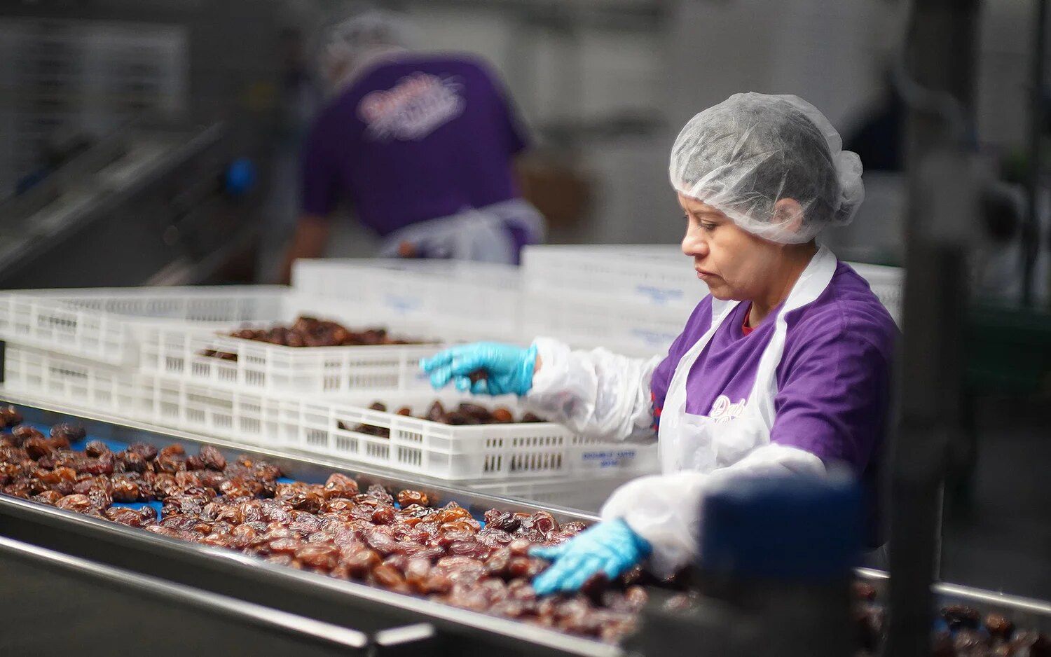 Double Date Packing team sorting Medjool dates in Coachella