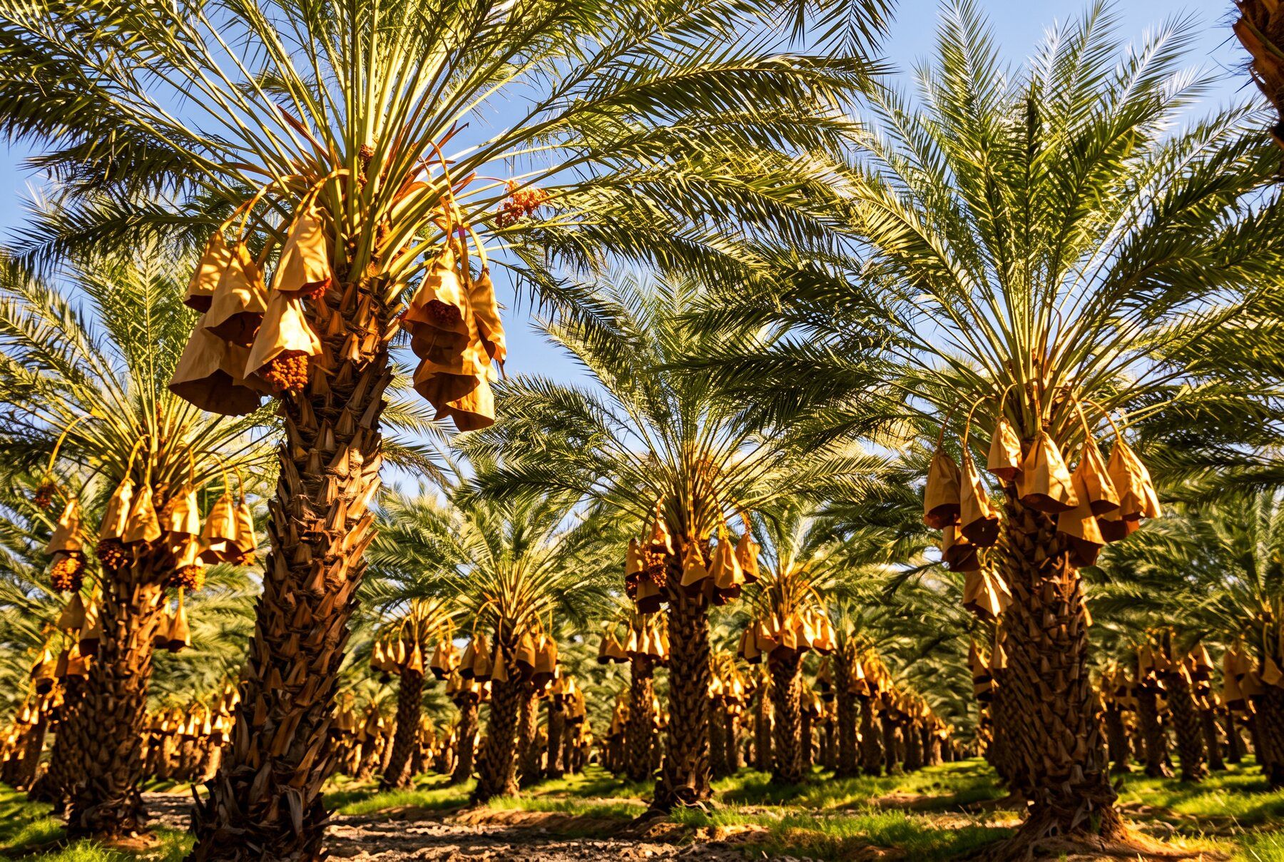 Medjool date palm grove with bagged date clusters